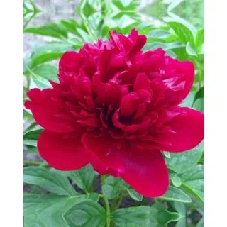 Compra PEONÍA RED MAGIC (10 Unid.). en la tienda online Fito Agrícola