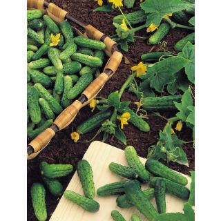 Compra PEPINILLO CALYPSO F1 (500 gr.). en la tienda online Fito Agrícola