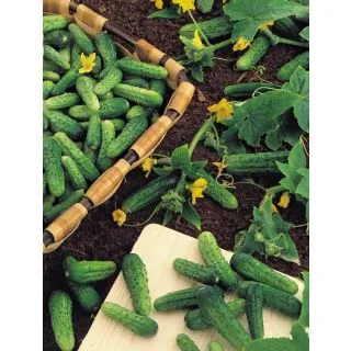 Compra PEPINILLO CALYPSO F1 (500 gr.). en la tienda online Fito Agrícola