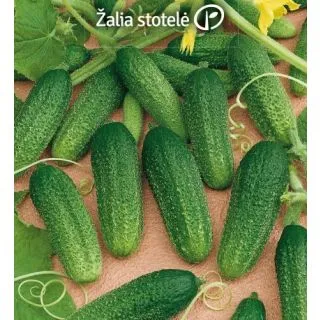 Compra PEPINILLO DIRIGENT F1 (1000 Semillas). en la tienda online Fito Agrícola