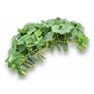 Compra PEPINO ARDIA F1- STQ (250 Semillas) en la tienda online Fito Agrícola