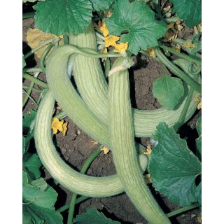 Compra PEPINO ALFICOZ TORTARELLO ABRUZZESE (5.000 Semillas). en la tienda online Fito Agrícola