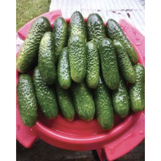 Compra PEPINILLO ANYA F1 (1.000 Semillas). en la tienda online Fito Agrícola