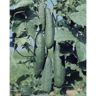 Compra PEPINO APOLLO F1 (1.000 Semillas). en la tienda online Fito Agrícola