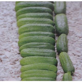 Compra PEPINILLO MANDY F1 (1.000 Semillas) en la tienda online Fito Agrícola