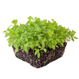 Compra PEREJIL COMÚN MICROGREENS ECOLÓGICO (500 gr.). en la tienda online Fito Agrícola