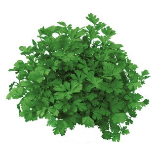 Compra PEREJIL LAURA (1 Kgr.). en la tienda online Fito Agrícola