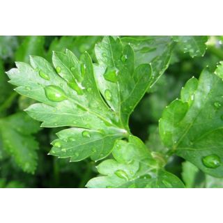 Compra PEREJIL LISO FLAT (144 Plantas). en la tienda online Fito Agrícola