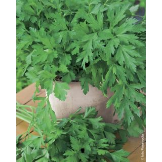 Compra PEREJIL GIGANTE D’ITALIA (100.000 Semillas). en la tienda online Fito Agrícola