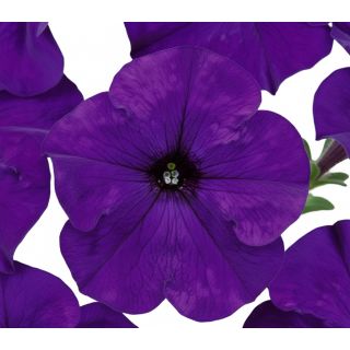 Compra PETUNIA DREAMS AZUL (240 Plantas). en la tienda online Fito Agrícola