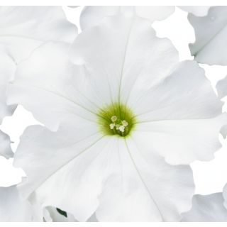 Compra PETUNIA DREAMS BLANCO (240 Plantas). en la tienda online Fito Agrícola