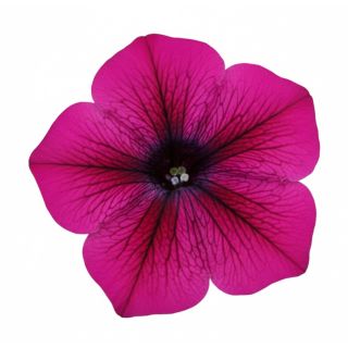 Compra PETUNIA DREAMS BURGUNDY (240 Plantas). en la tienda online Fito Agrícola