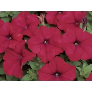 Compra PETUNIA DREAMS ROJA (240 Plantas). en la tienda online Fito Agrícola