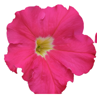 Compra PETUNIA DREAMS ROSE (240 Plantas). en la tienda online Fito Agrícola