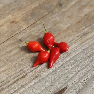 Compra PIMENTO PETIT BEC BIQUINHO AB (30 Semillas). en la tienda online Fito Agrícola