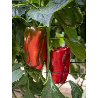 Compra PIMIENTO BARREIROS F1 (1.000 Semillas). en la tienda online Fito Agrícola