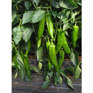 Compra PIMIENTO ITALIANO TIREX F-1 M11 en la tienda online Fito Agrícola