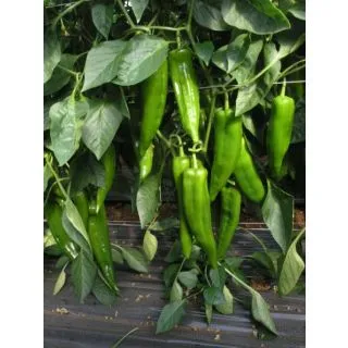 Compra PIMIENTO ITALIANO TIREX F-1 M11 en la tienda online Fito Agrícola