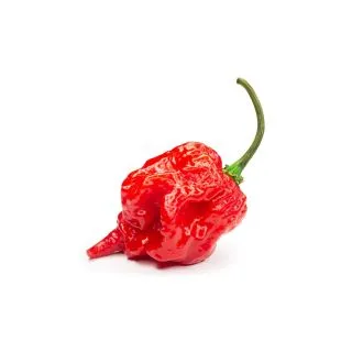Compra PIMIENTO PICANTE TRINIDAD SCORPION M11 en la tienda online Fito Agrícola