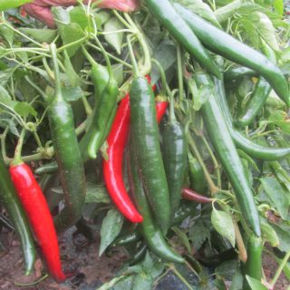 Compra PIMIENTO BARBARIAN F1 (1.000 Semillas). en la tienda online Fito Agrícola