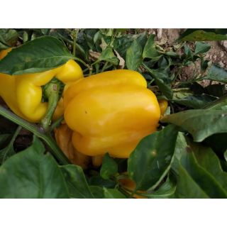 Compra PIMIENTO BETICO F-1 (1.000 Semillas). en la tienda online Fito Agrícola