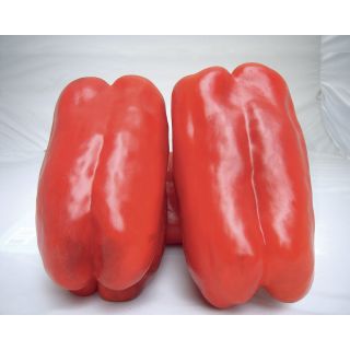 Compra PIMIENTO BRACE F1 (1.000 Semillas) en la tienda online Fito Agrícola