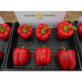 Compra PIMIENTO BROQUEL F-1 (1.000 Semillas). en la tienda online Fito Agrícola