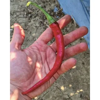 Compra PIMIENTO CHEYENNE (1.000 Semillas) en la tienda online Fito Agrícola