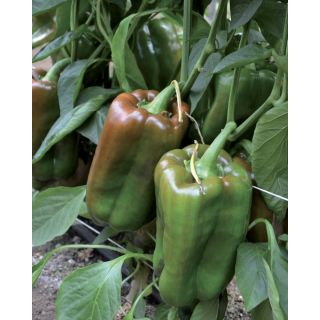 Compra PIMIENTO CORAZON F1 (1.000 Semillas) en la tienda online Fito Agrícola