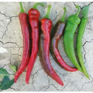 Compra PIMIENTO CORNO DI CAPRA FRANCO (5.000 Semillas). en la tienda online Fito Agrícola