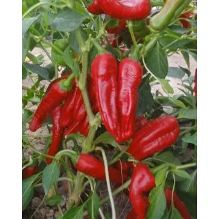 Compra PIMIENTO DOLCETTO F1 (1.000 Semillas) en la tienda online Fito Agrícola
