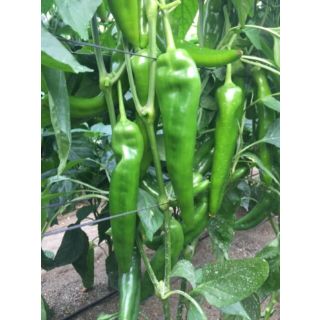 Compra PIMIENTO DREAMER F1 (1000 Semillas). en la tienda online Fito Agrícola