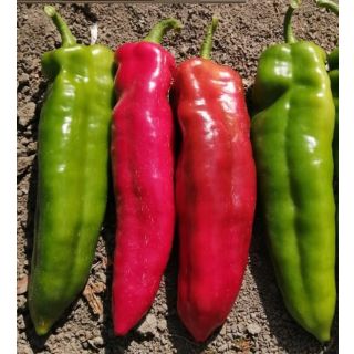 Compra PIMIENTO ITALIANO UG 4050 F1 (1000 Semillas). en la tienda online Fito Agrícola