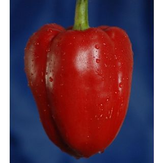 Compra PIMIENTO MORRÓN M11 en la tienda online Fito Agrícola