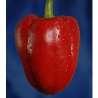 Compra PIMIENTO MORRÓN M11 en la tienda online Fito Agrícola