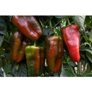 Compra PIMIENTO PALOMEQUE F-1 (1.000 Semillas). en la tienda online Fito Agrícola