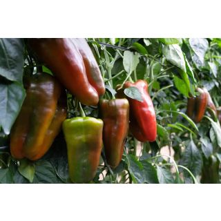 Compra PIMIENTO RICOTE F-1 (1.000 Semillas). en la tienda online Fito Agrícola