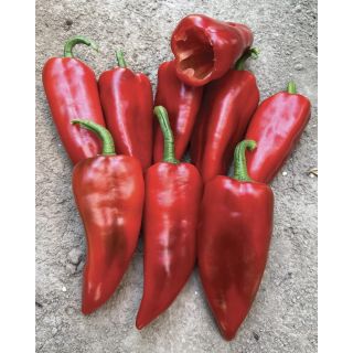 Compra PIMIENTO SANNITA F1 (5.000 Semillas) en la tienda online Fito Agrícola