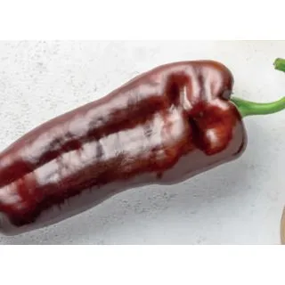 Compra PIMIENTO SWEET PALERMO CHOCOLATE M11 en la tienda online Fito Agrícola