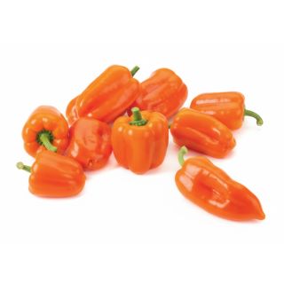 Compra PIMIENTO TATAYOYO M11 en la tienda online Fito Agrícola