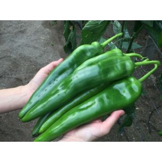 Compra PIMIENTO UDINE F1 (1000 Semillas). en la tienda online Fito Agrícola