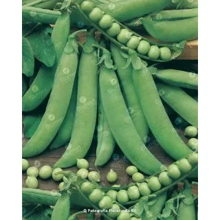 Compra GUISANTE RAINIER (5 Kgr.) en la tienda online Fito Agrícola