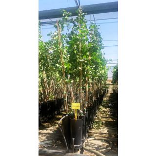 Compra PISTACHO KERMAN en la tienda online Fito Agrícola