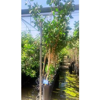 Compra PISTACHO LARNAKA en la tienda online Fito Agrícola