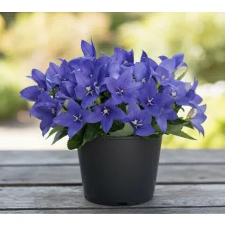 Compra PLATYCODOM POP STAR AZUL (240 Plantas). en la tienda online Fito Agrícola