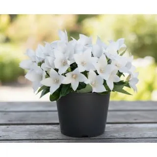 Compra PLATYCODOM POP STAR BLANCO (240 Plantas). en la tienda online Fito Agrícola