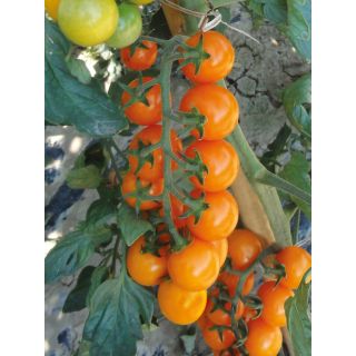 Compra TOMATE GOLDEN CHERRY F1 (1.000 Semillas). en la tienda online Fito Agrícola