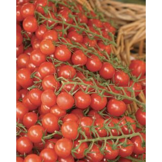 Compra TOMATE CHELSEA MINI F1 Pildorado (5.000 Semillas). en la tienda online Fito Agrícola