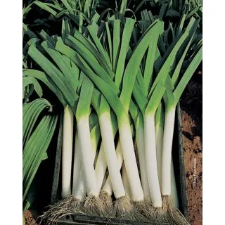 Compra PUERRO LUNGO DELLA RIVIERA Sel. Ghiaccio Pildorado (5.000 Semillas). en la tienda online Fito Agrícola