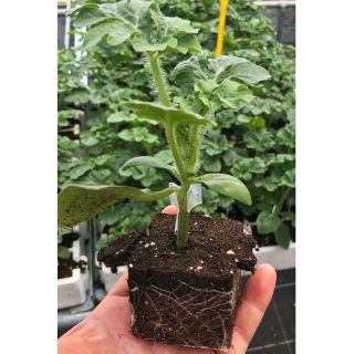 Compra CALABAZA OL 1440 F1 (1.000 Semillas). en la tienda online Fito Agrícola